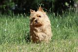 NORWICH TERRIER 021